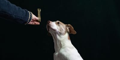 Ein Hund, der ein Leckerli bekommt